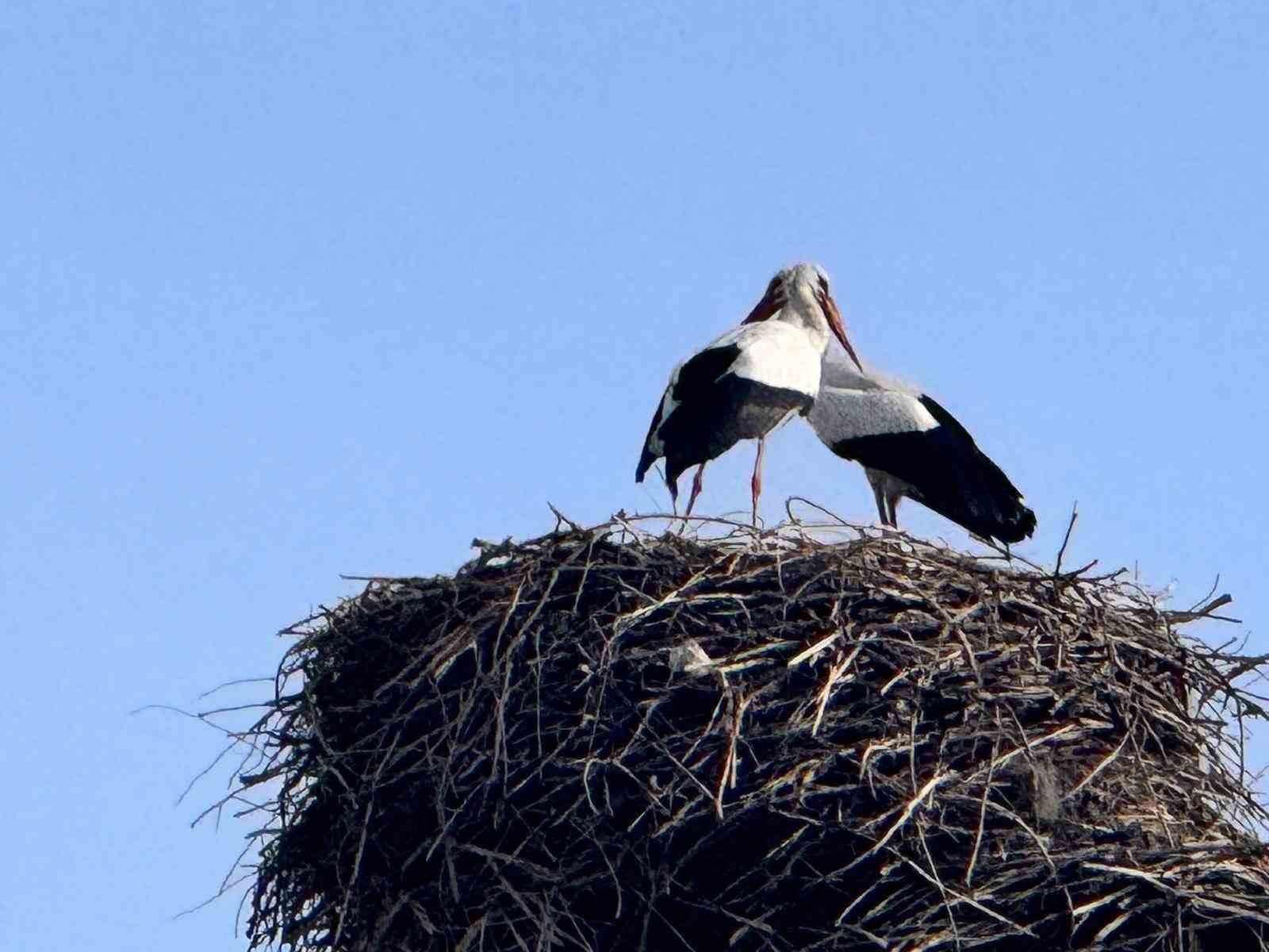 Baharın habercisi leylekler Ardahan’a ulaştı