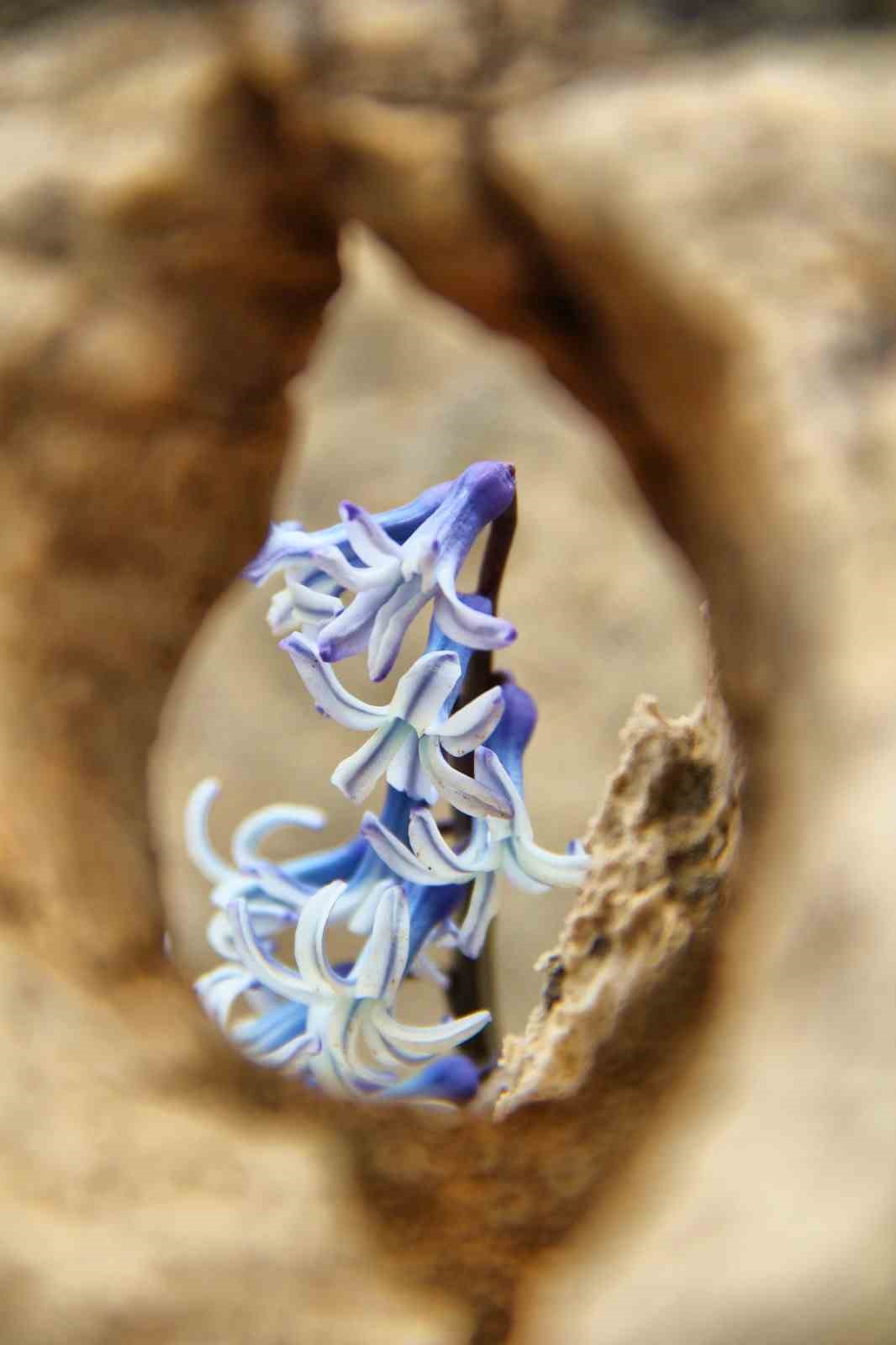 Kar altından çıkan kaya sümbülü görsel şölen sunuyor