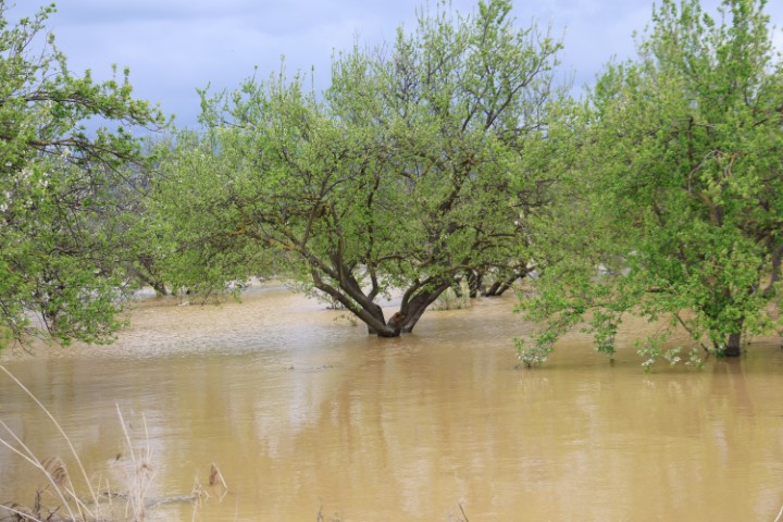 Sağanak yağış Menderes Nehri&rsquo;ni taşırdı