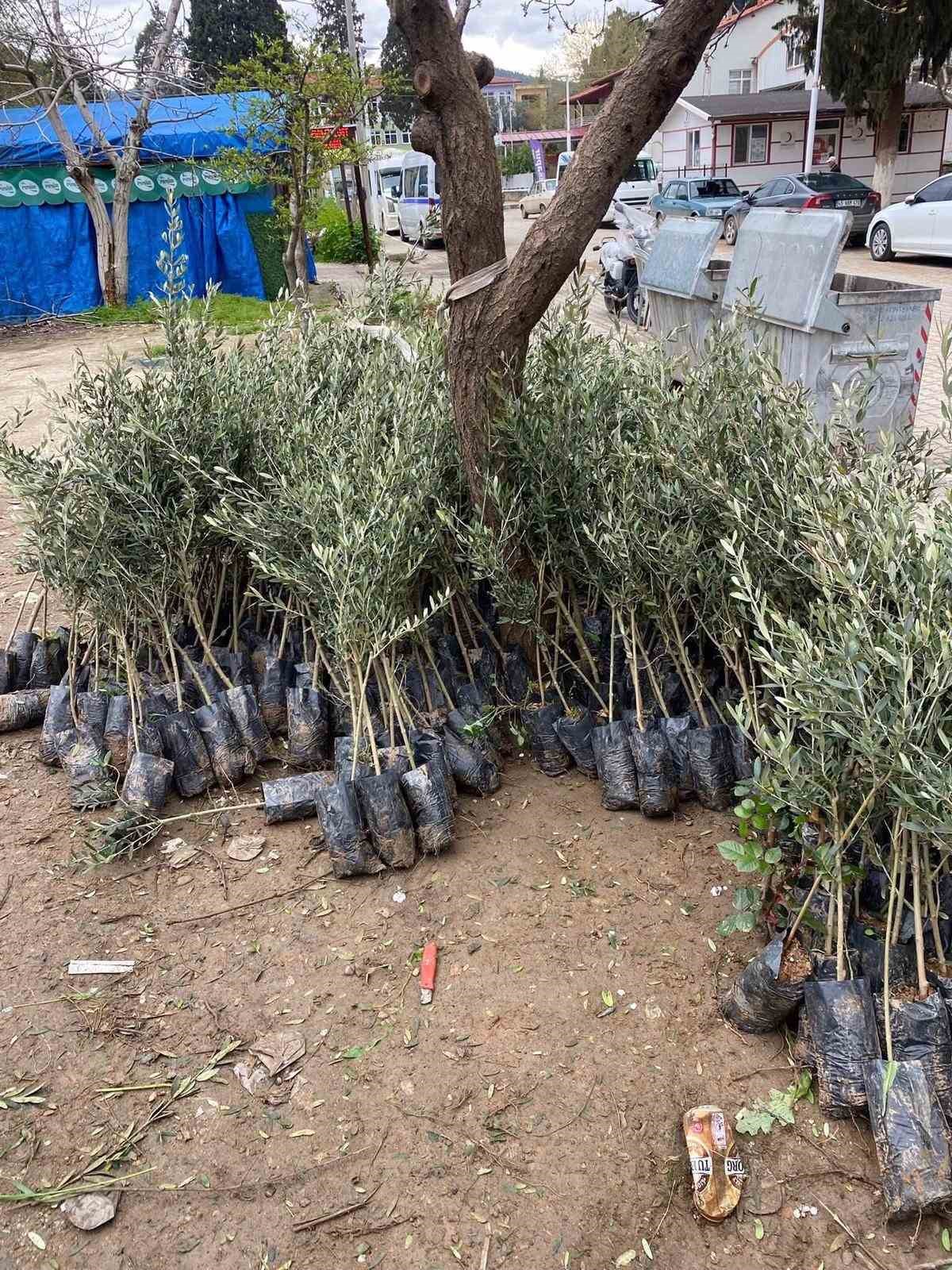 Sarıg&ouml;l&rsquo;de Trilye zeytin fidanına yoğun ilgi
