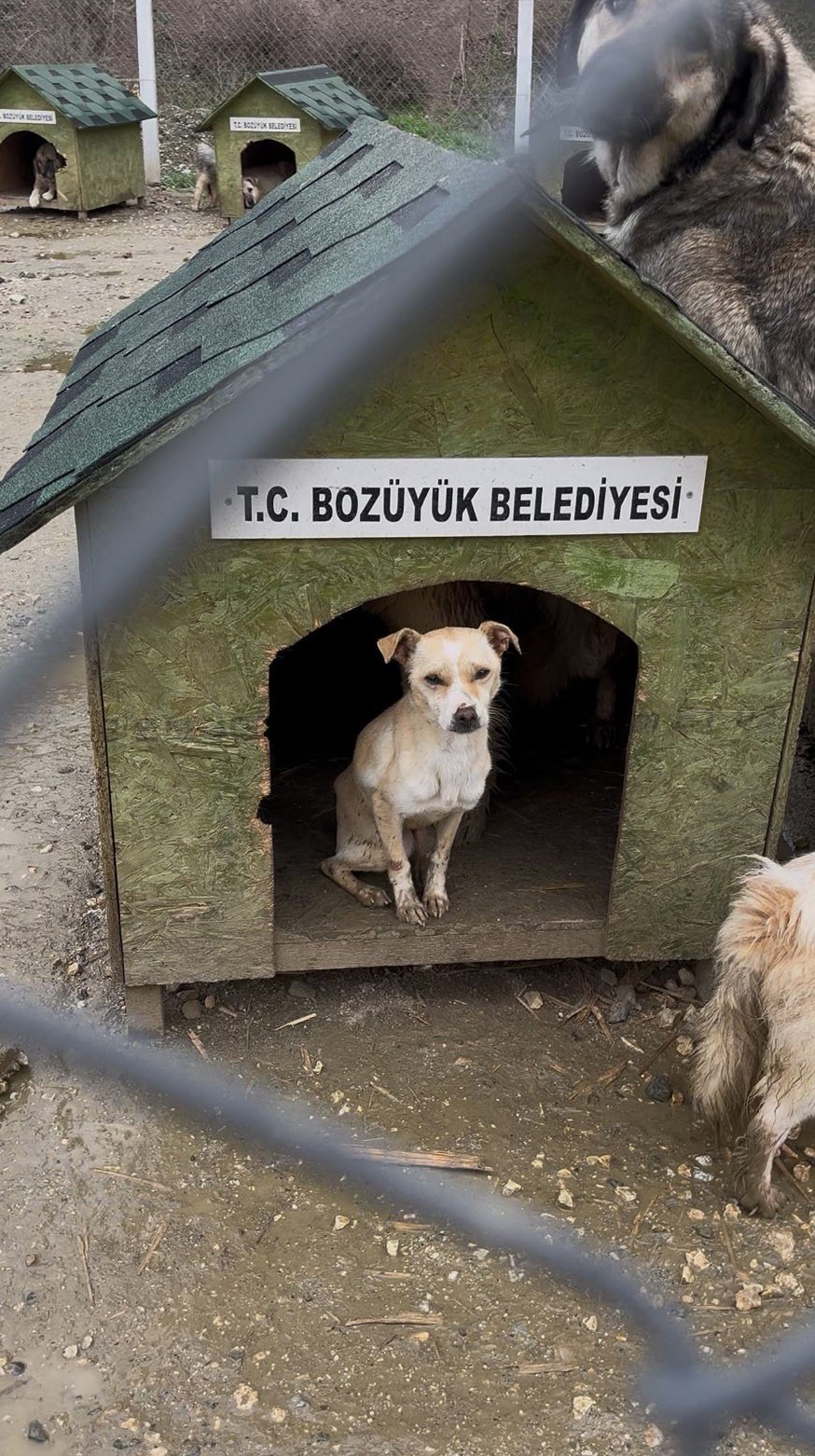 Boz&uuml;y&uuml;k Belediyesi&rsquo;ne ait barınakta a&ccedil; kalan k&ouml;pekler birbirini yedi

