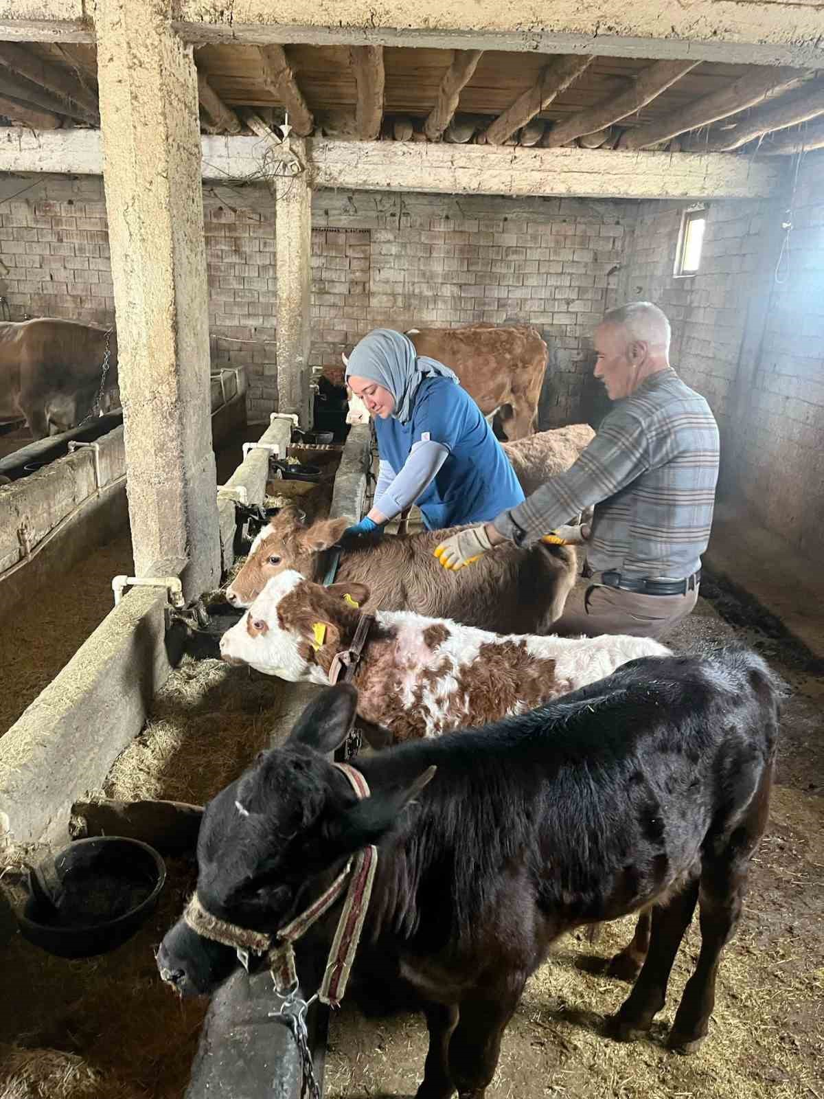 Elazığ&rsquo;da şap aşılama &ccedil;alışması s&uuml;r&uuml;yor
