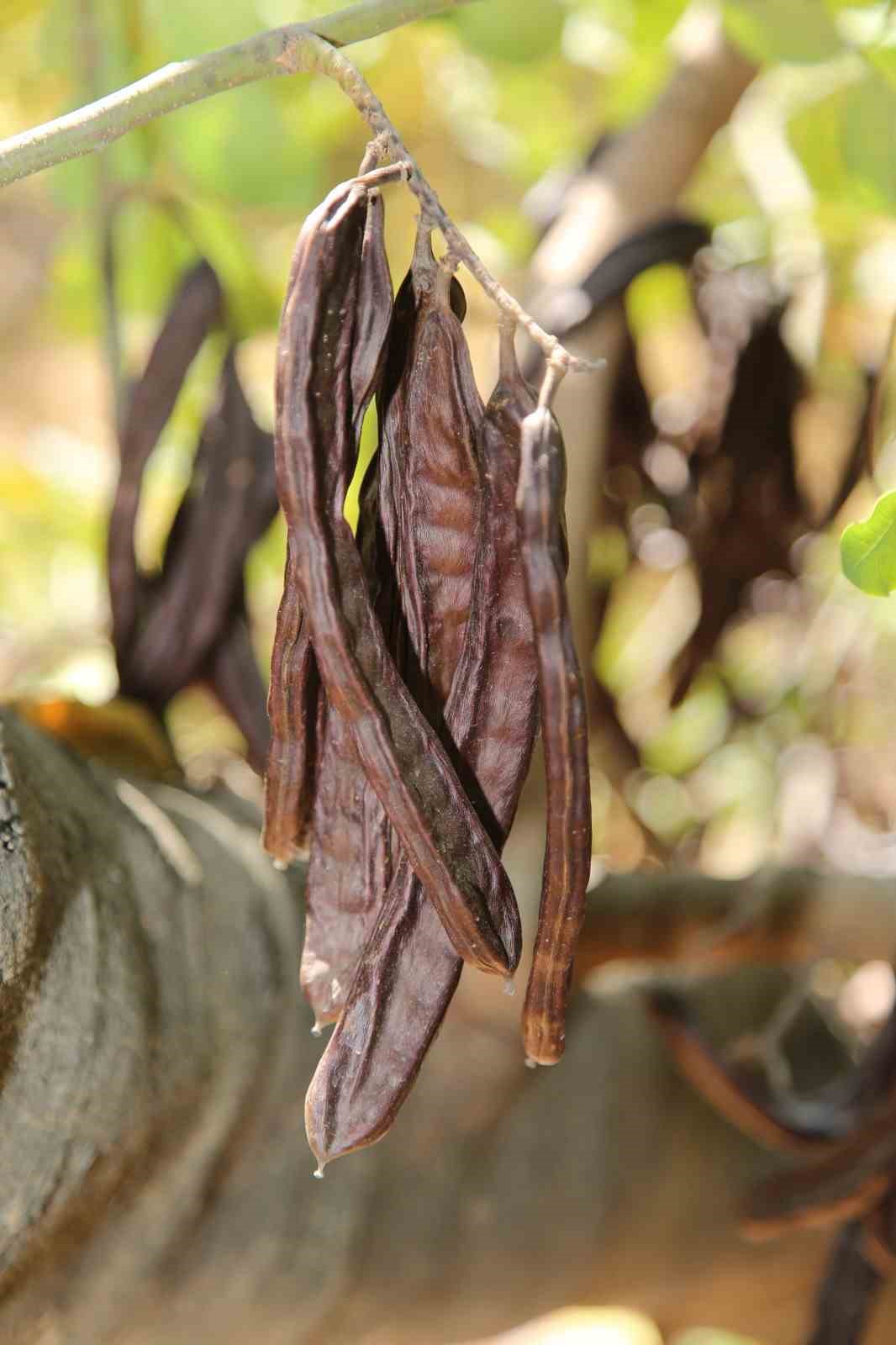 ALTSO Başkanı Erdem: "Alanya ke&ccedil;iboynuzunu uluslararası alanda tanıtmak adına &ccedil;alışmalarımıza kararlılıkla devam edeceğiz"
