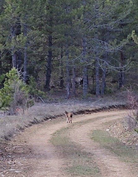 Kastamonu&rsquo;da ormanda dolaşan vaşak g&ouml;r&uuml;nt&uuml;lendi

