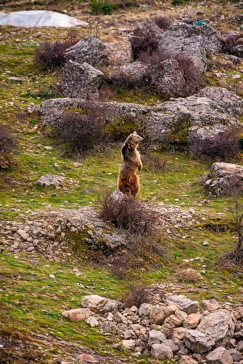 &Ccedil;ukurca&rsquo;da a&ccedil; kalan ayılar mahalleye indi
