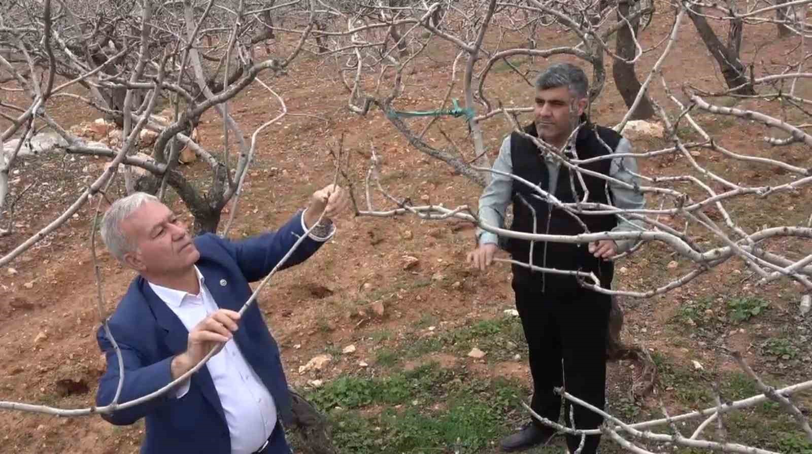 Kar ve yağmur bereketi: Antep fıstığında kuraklık endişesi ge&ccedil;ti
