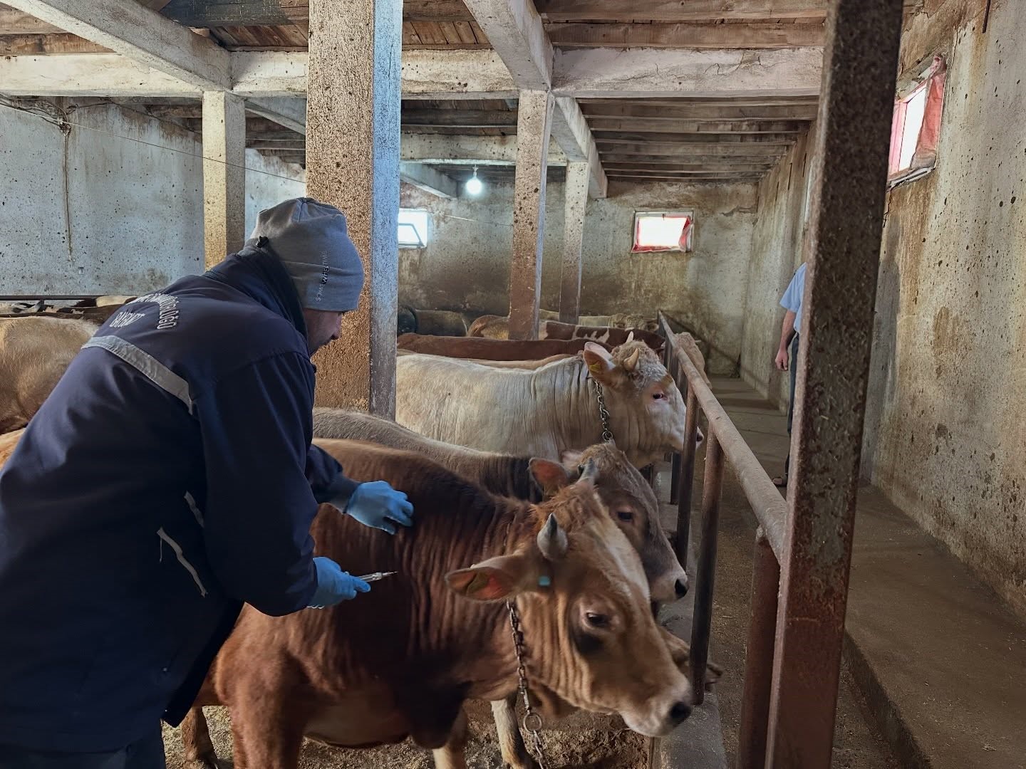 Aydıntepe&rsquo;nin 23 k&ouml;y&uuml;nde ve 4 mahallesinde şap aşılama kampanyası tamamlandı
