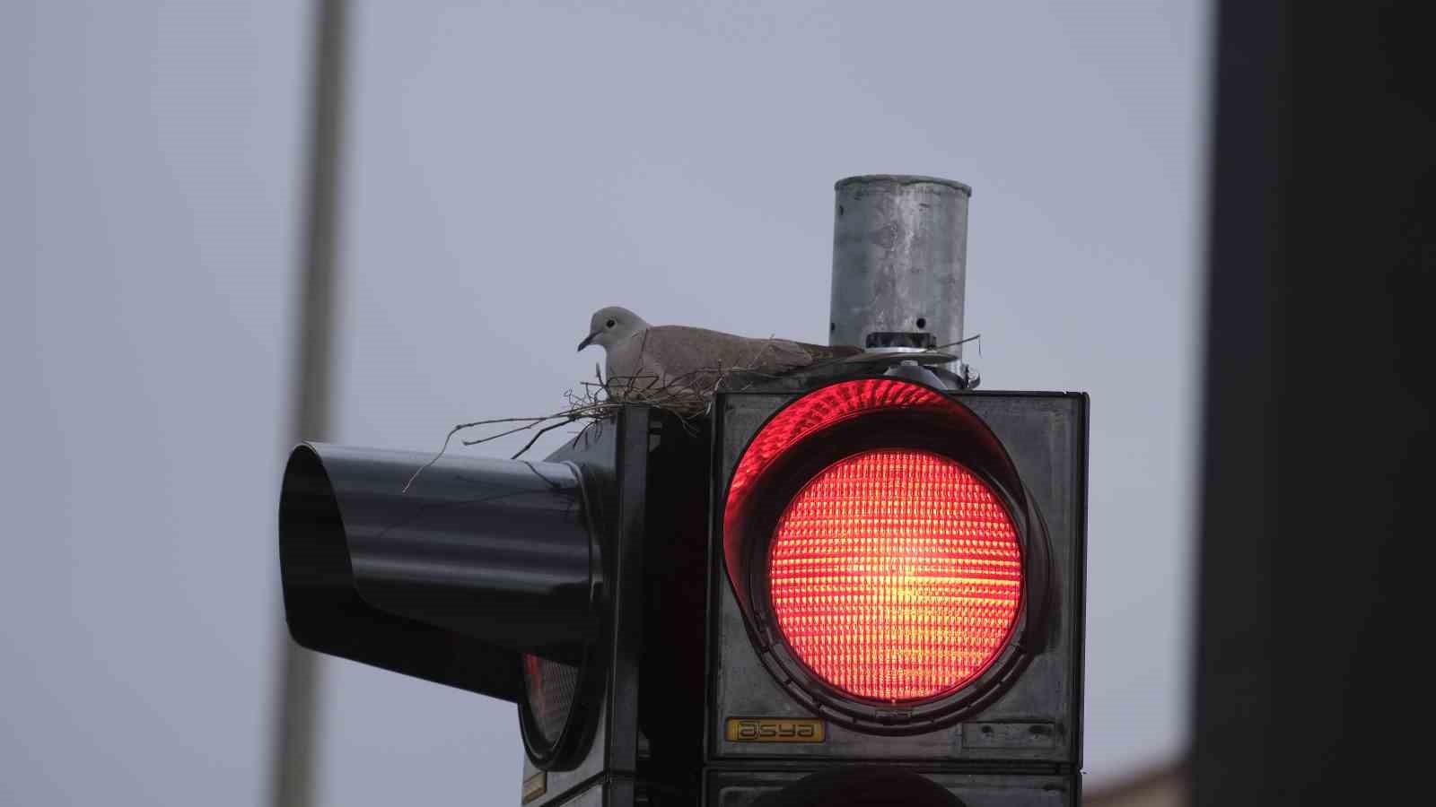 Karaman&rsquo;ın en işlek kavşağındaki trafik lambasına yuva yapan kumru g&ouml;renleri şaşırtıyor
