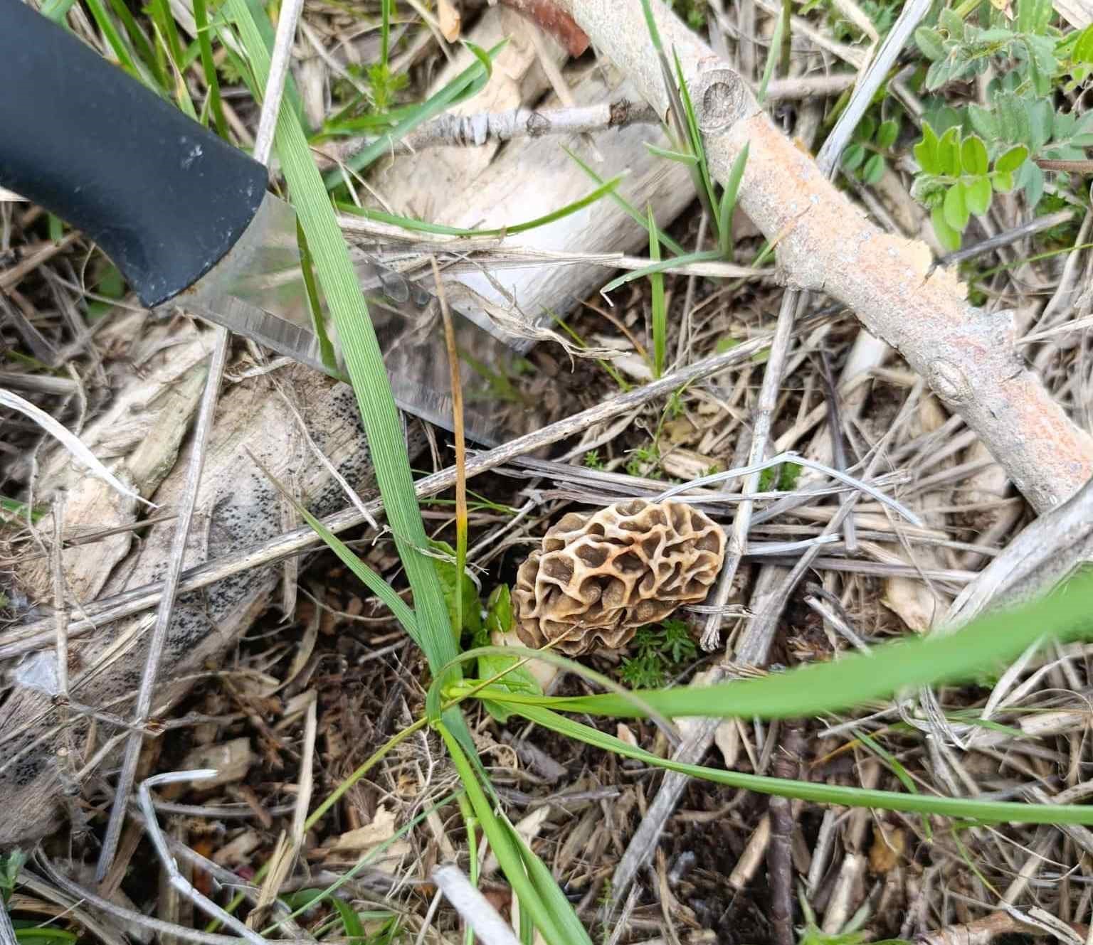 Hisarcık’ta kuzugöbeği sezonu açıldı