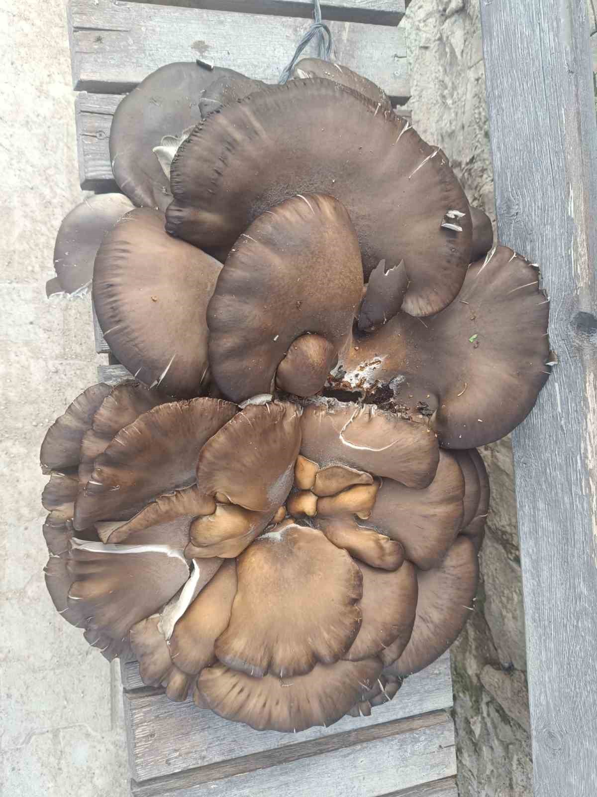 Beyşehir&rsquo;de doğada bulduğu 10 kiloluk mantar şaşırttı
