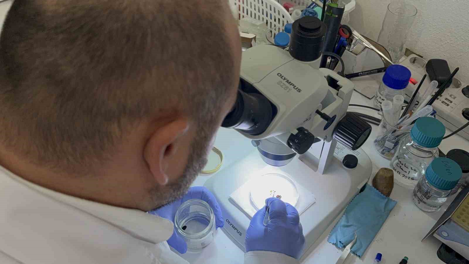 Uzmanı uyardı: "Kar &ouml;rt&uuml;s&uuml; keneleri yok etmiyor"
