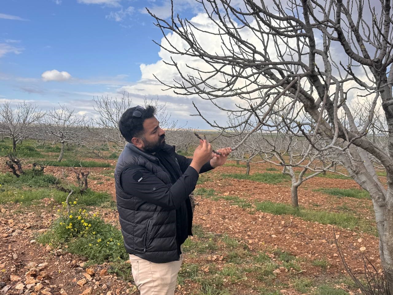 Antep fıstığının sürgün gelişiminde karagöz kurdu ve kabuklu bit riski