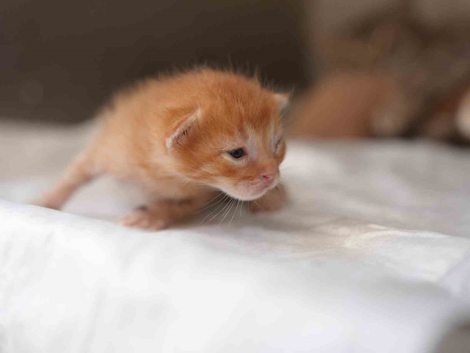 &Ouml;l&uuml;mden d&ouml;nen yavru kedilere s&uuml;t anne kucak a&ccedil;tı
