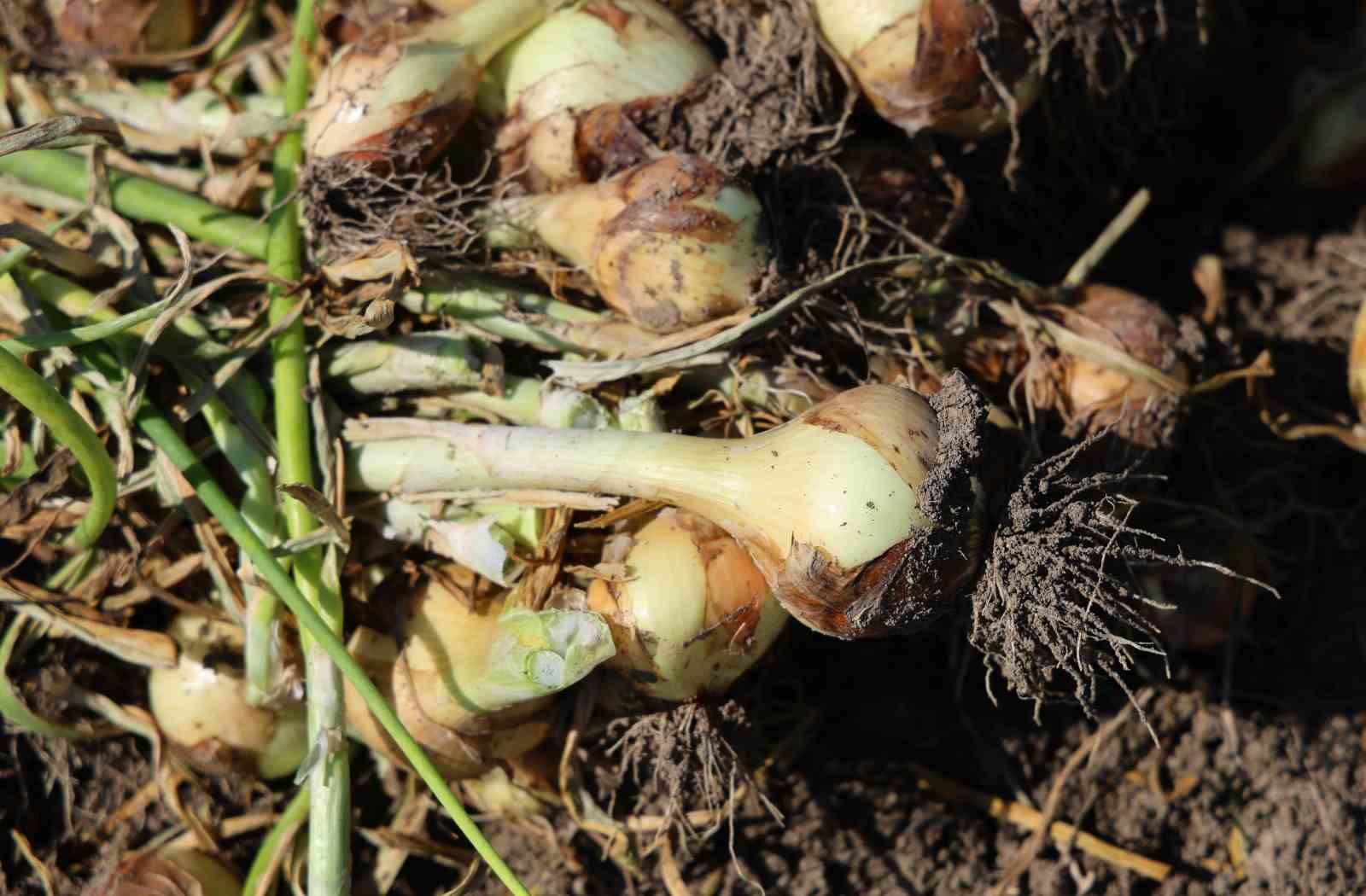 Turfanda soğanda hasat başladı, fiyatı arz-talep belirleyecek
