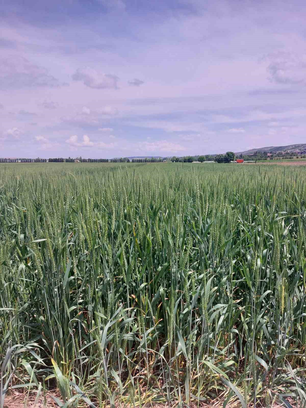 ETİ&rsquo;den kurak iklim koşullarına dayanıklı yerli buğday &ccedil;eşidi
