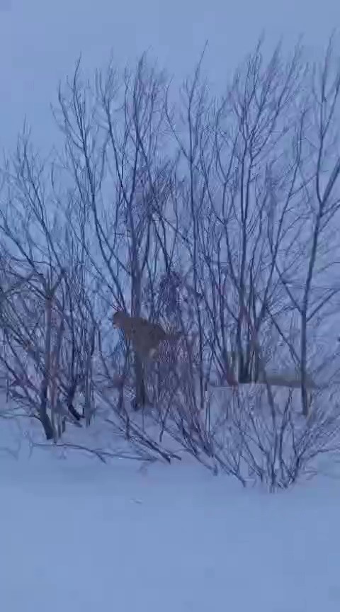 Sürüye saldıran kurt kangal köpeği tarafından engellendi