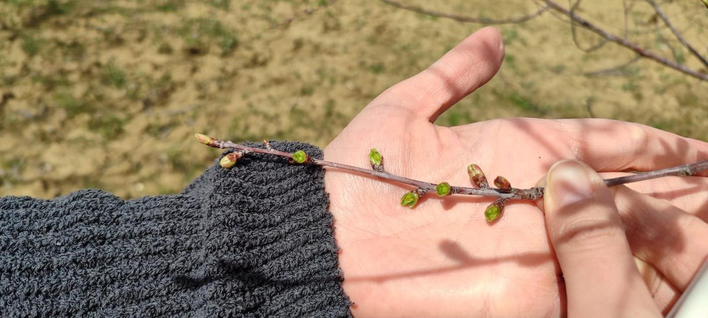 Şaphane’de zirai don alarmı sonrası rahatlatan sonuç