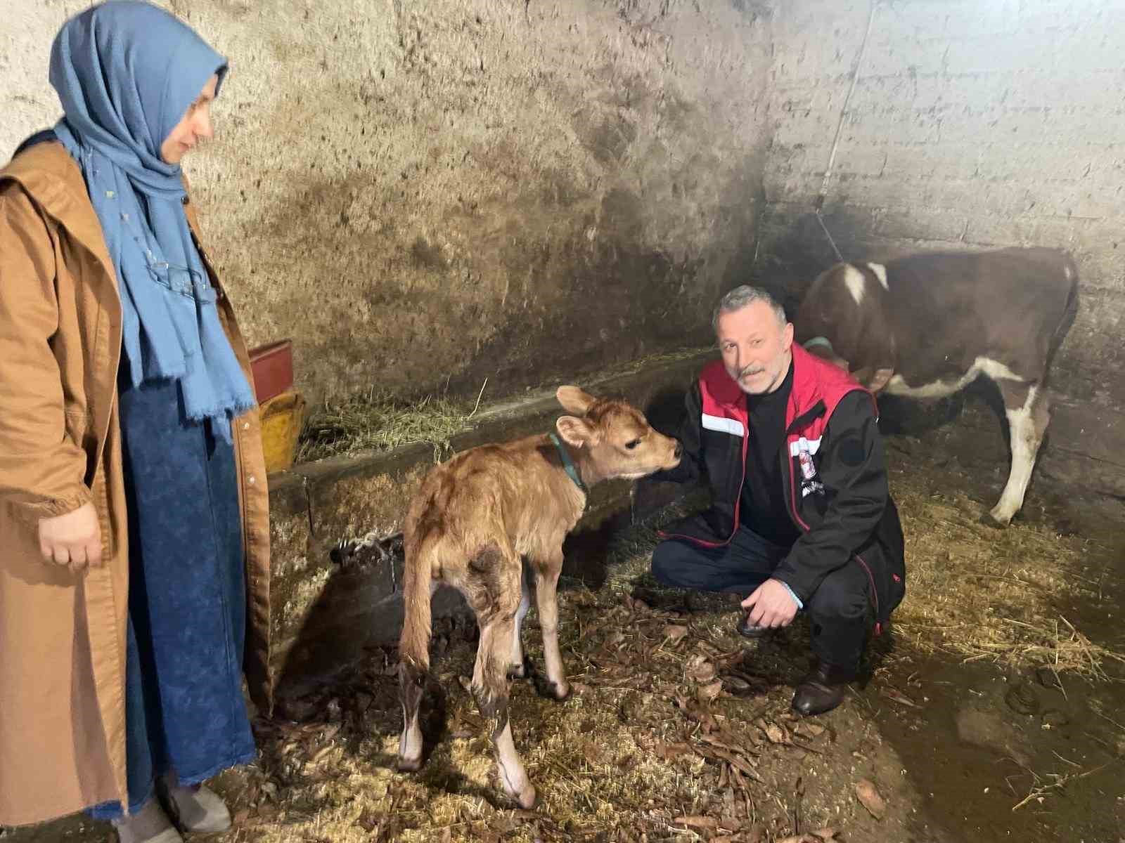 Danimarka ve Amerika’dan getirildiler, Of’a kısa sürede uyum sağladılar