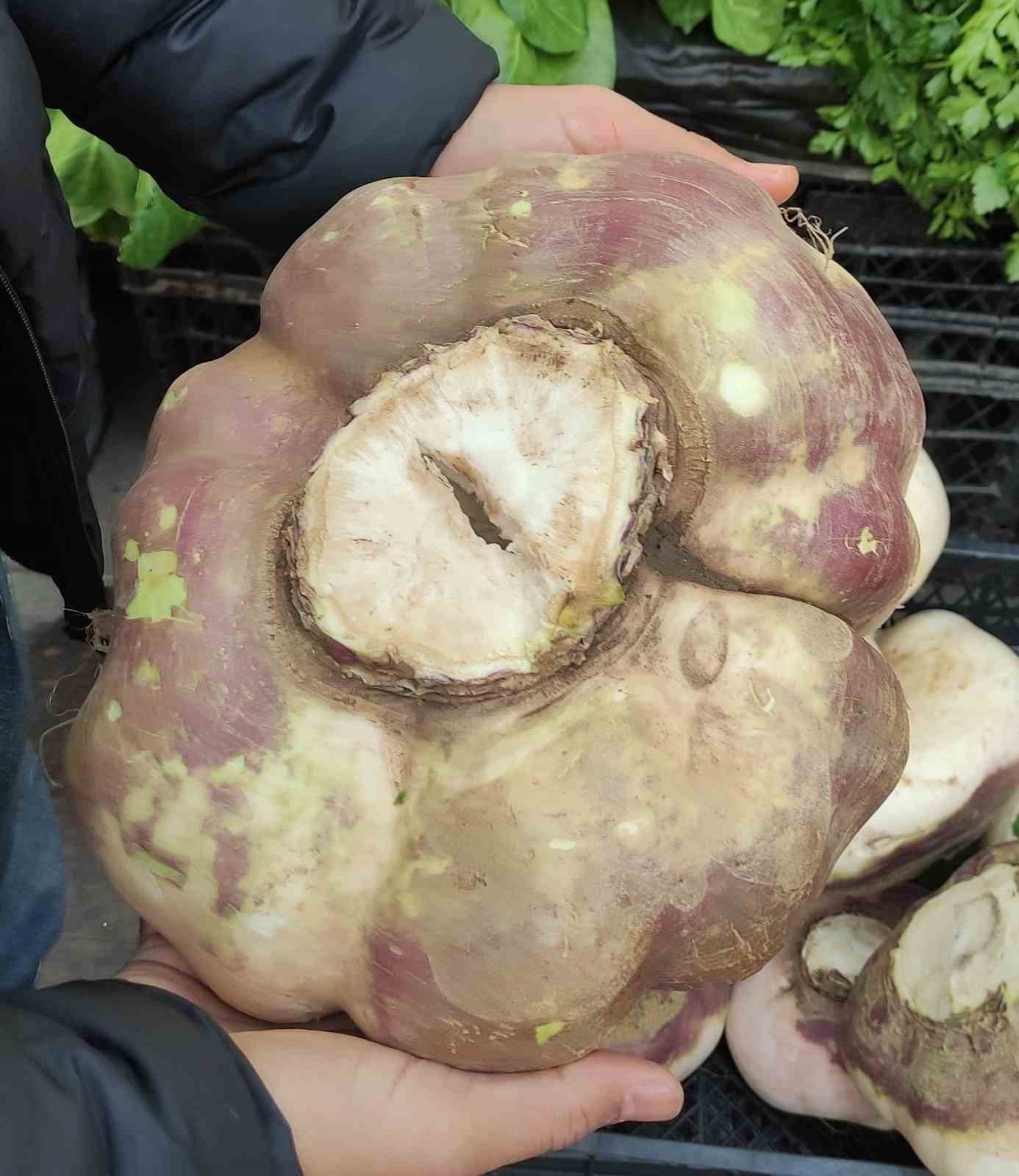 Batman&rsquo;da dev turp g&ouml;renleri şaşırttı
