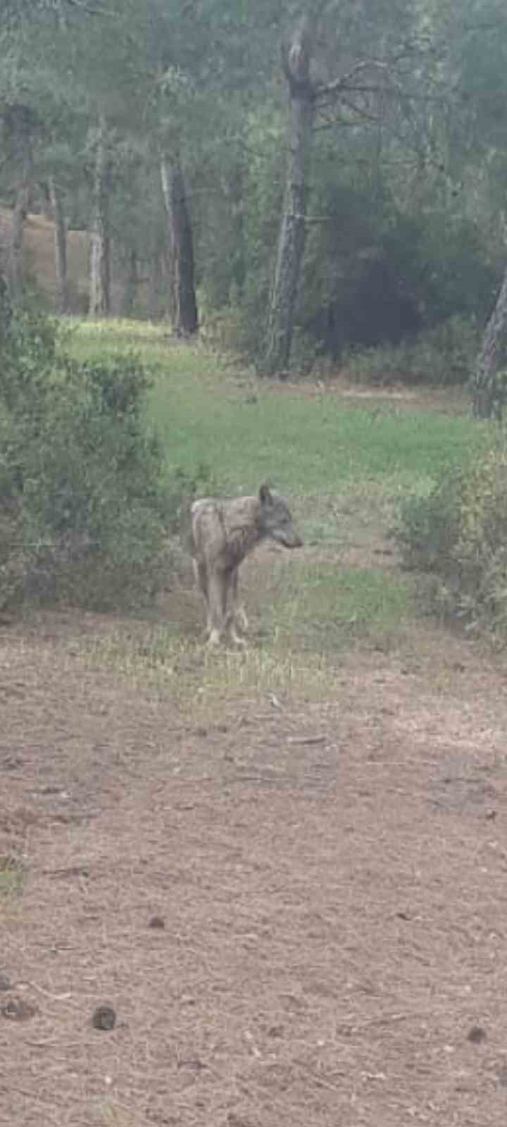 Buldan&rsquo;da kurt bir kez daha g&ouml;r&uuml;ld&uuml;

