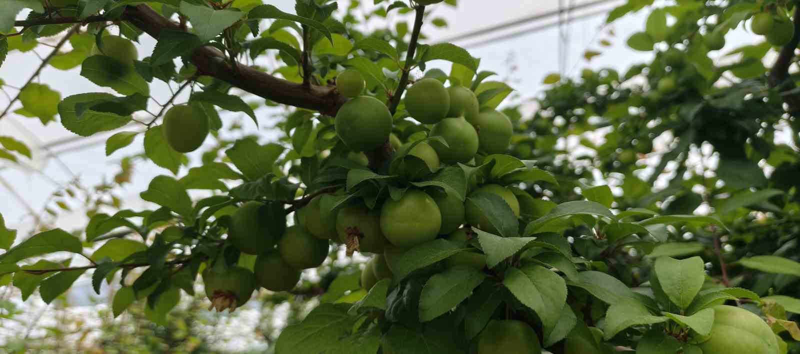 Mersin&rsquo;de a&ccedil;ıkta erik hasadı başladı, fiyatı 200 TL&rsquo;ye kadar d&uuml;şt&uuml;
