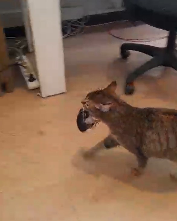 Okulun maskot kedisi yavrularını öğretmenler odasına taşıdı