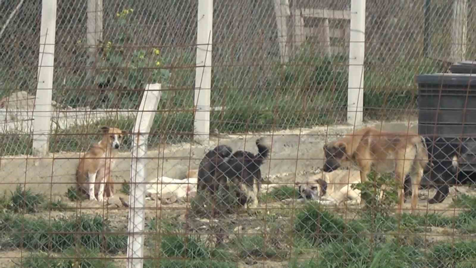 Yalova’daki barınakta köpek ölümleriyle ilgili soruşturma
