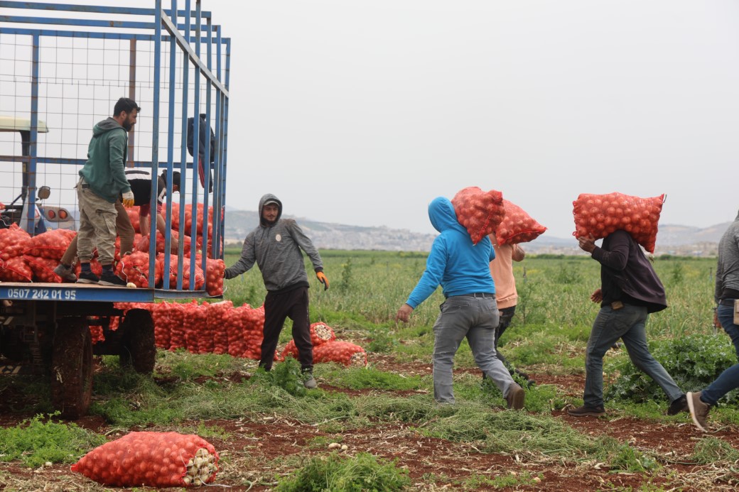 T&uuml;rkiye&rsquo;nin Suriye sınırında bereketli soğan hasadı