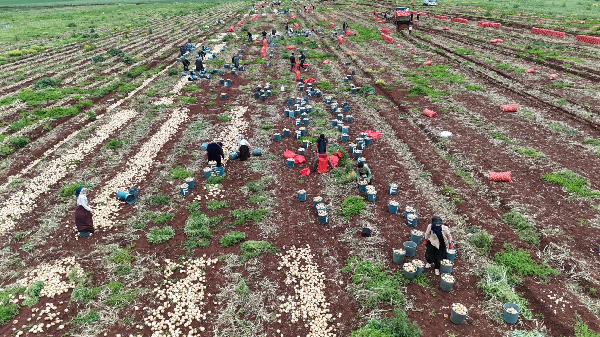 T&uuml;rkiye&rsquo;nin Suriye sınırında bereketli soğan hasadı