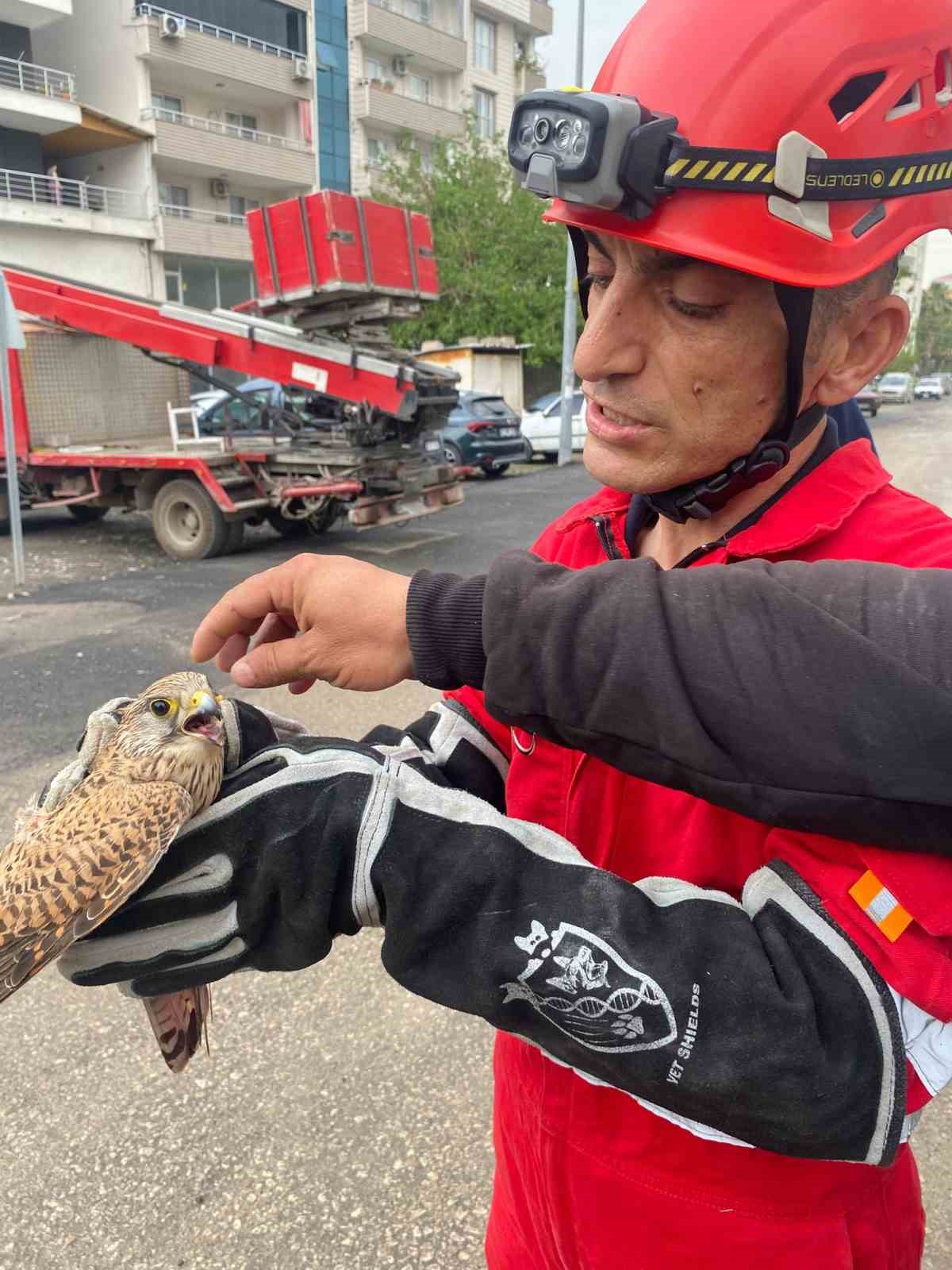 D&ouml;rtyol&rsquo;da yaralı atmaca araca sığındı
