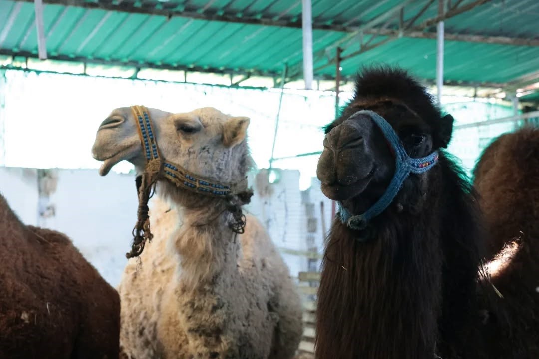 Estonyalı &ouml;ğrenciler deve &ccedil;iftliğini gezdi
