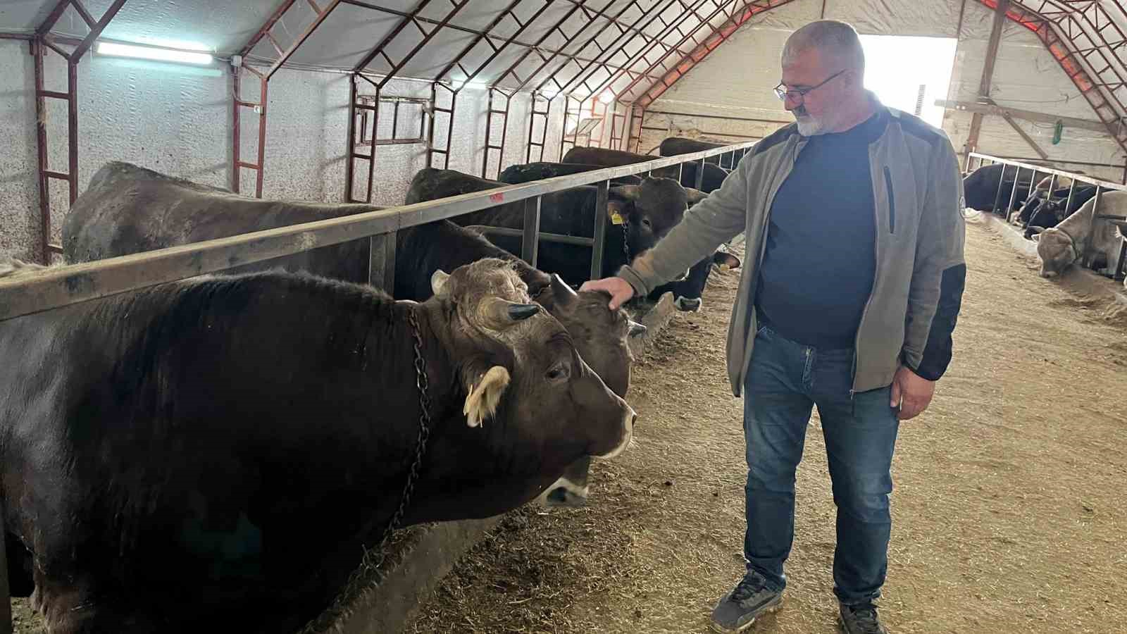 Artvin&rsquo;de kurbanlıklar pazara &ccedil;ıkmayı bekliyor
