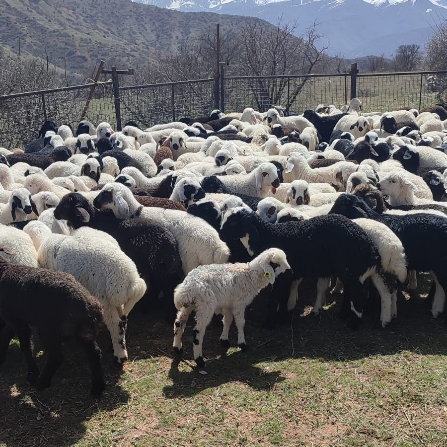 Kemah&rsquo;ta k&uuml;&ccedil;&uuml;kbaş hayvanlar aşılanarak k&uuml;peleniyor
