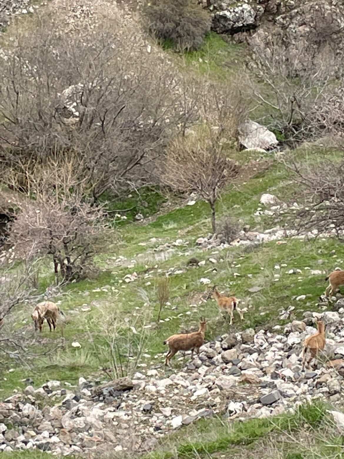 Elazığ&rsquo;ın tarihi mahallesi Harput&rsquo;ta dağ ke&ccedil;ileri g&ouml;r&uuml;nt&uuml;lendi
