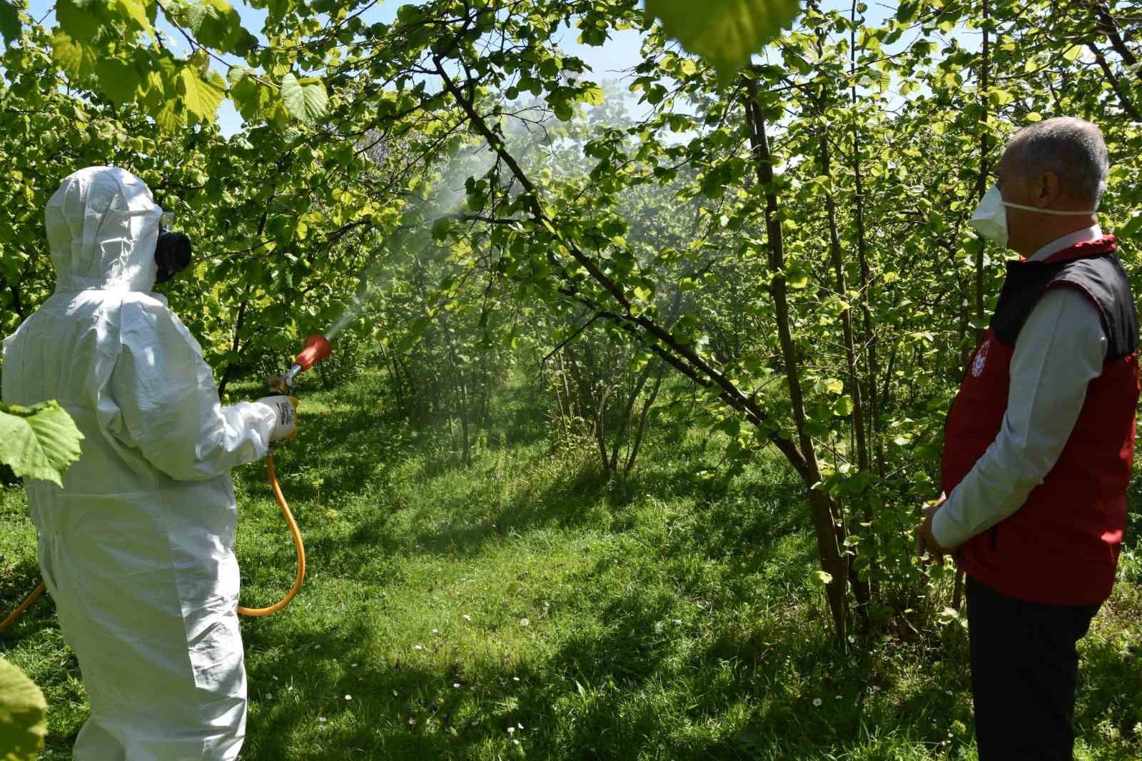 Fındıkta k&uuml;lleme ve kozalak akarına karşı m&uuml;cadele başlatıldı
