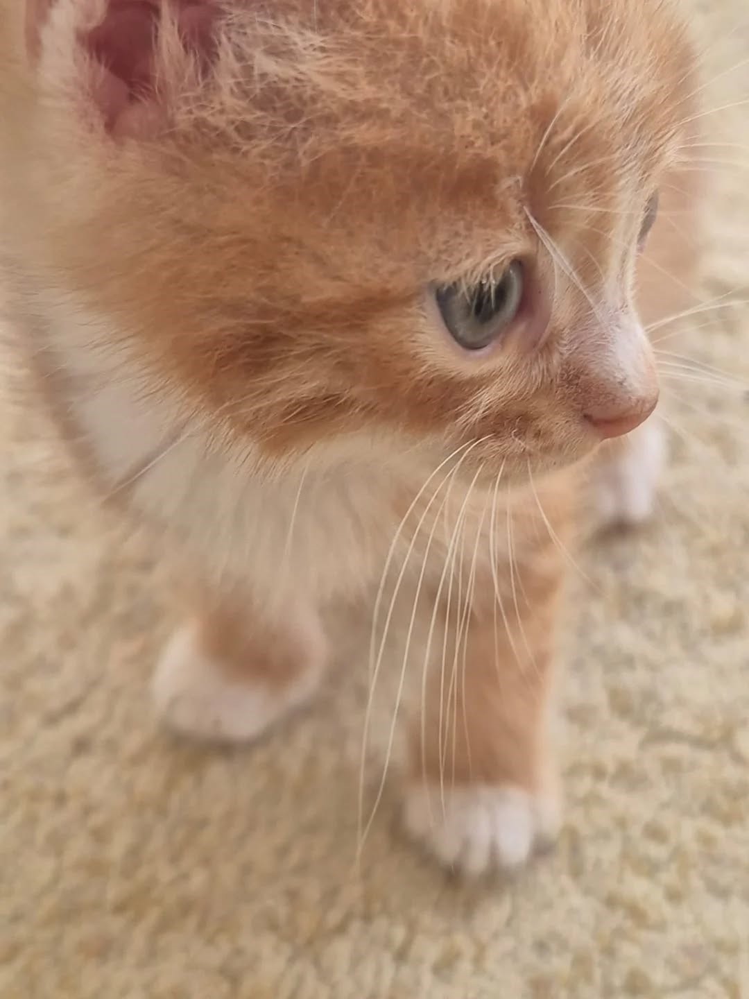 Germencik&rsquo;te can dostlar yeni yuvalarını arıyor
