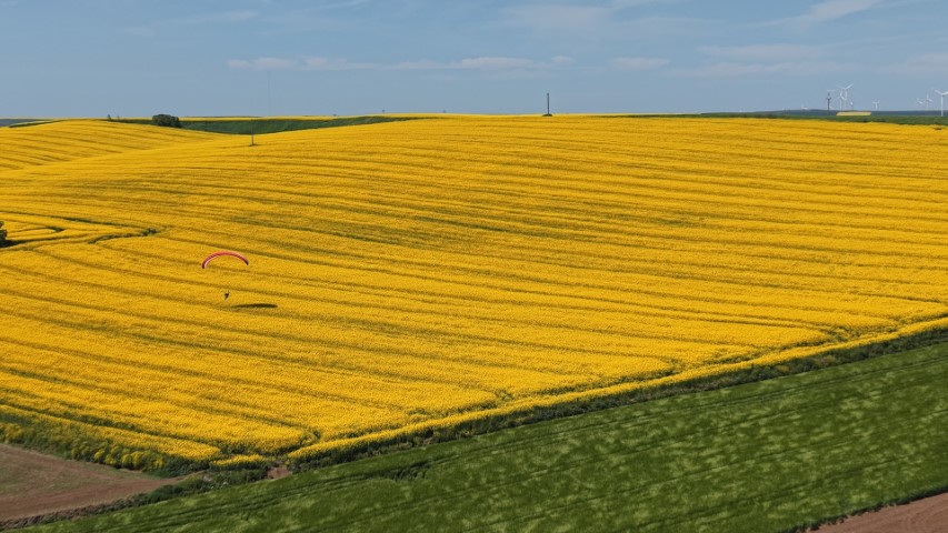 Tekirdağ&rsquo;da sarı ş&ouml;len: Paramotorlar sarı tarlaları gezdi