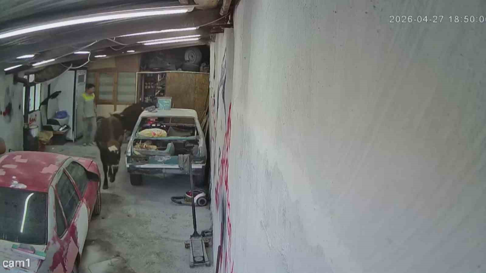 Ahırdan ka&ccedil;an danalar oto tamirciyi bastı, g&ouml;rg&uuml; tanığı o anları anlattı: "Nazik&ccedil;e geldiler, nazik&ccedil;e gittiler"
