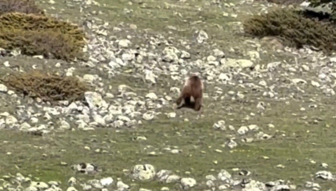 Y&uuml;r&uuml;mekte g&uuml;&ccedil;l&uuml;k &ccedil;eken bozayı ormana b&ouml;yle ulaşmaya &ccedil;alıştı
