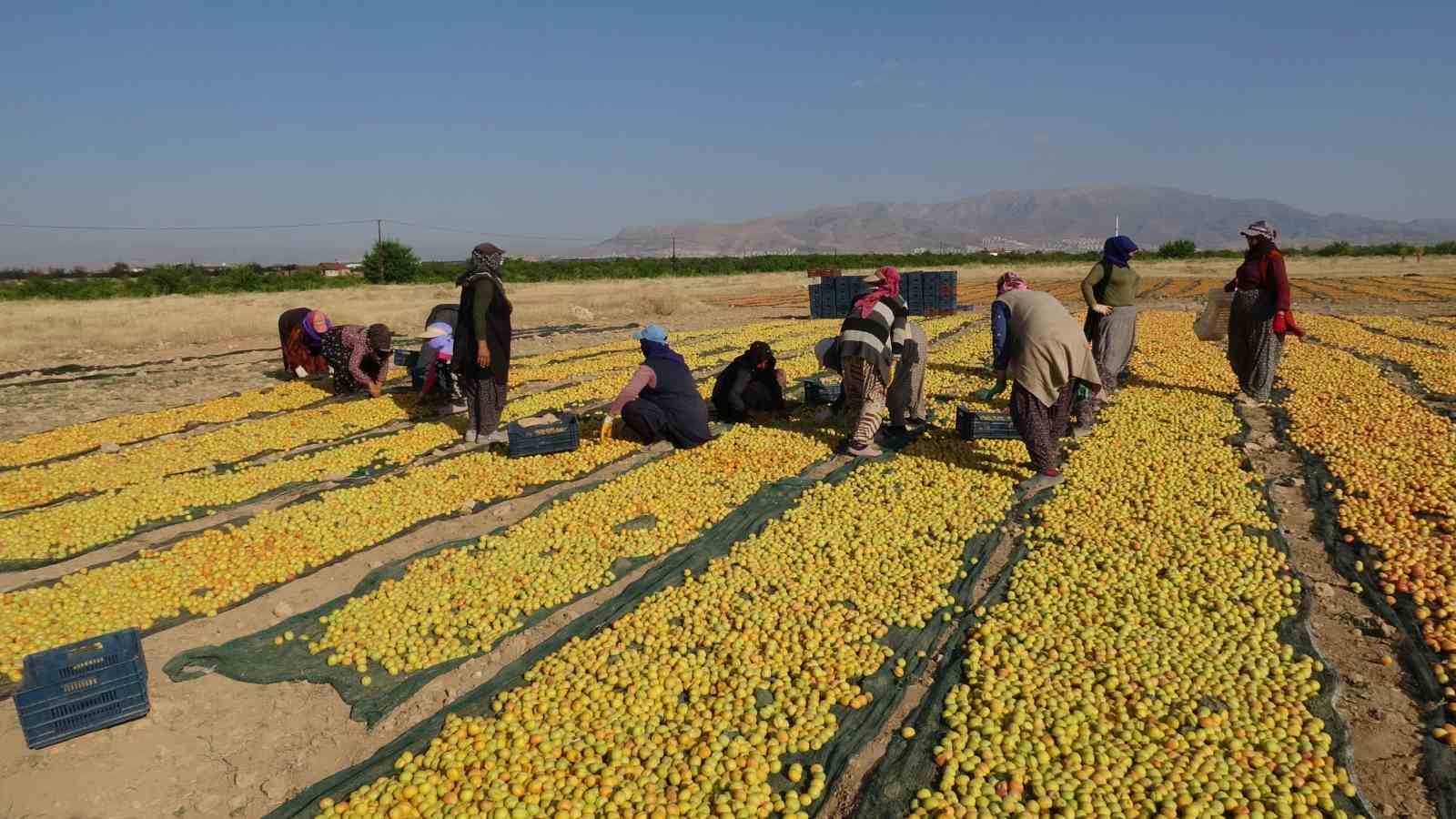 Kayısının kurutulma yolculuğu havadan görüntülendi
