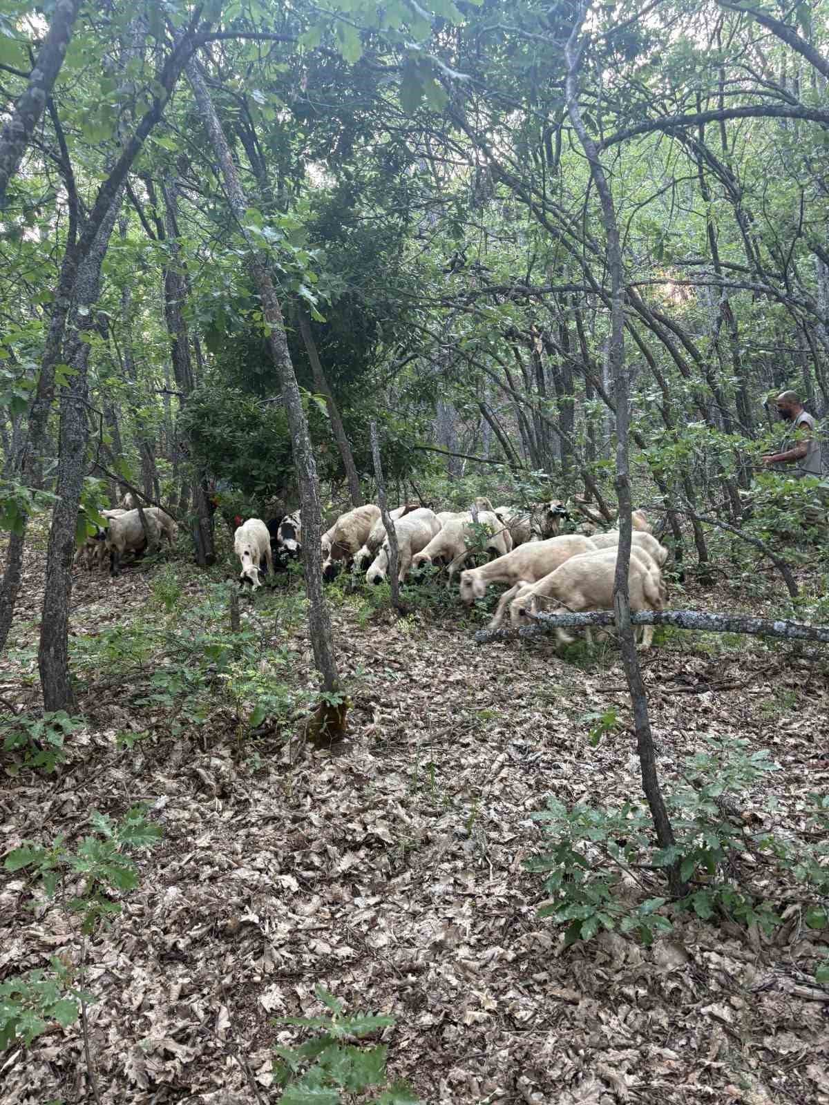 Tunceli&rsquo;de kayıp k&uuml;&ccedil;&uuml;kbaş hayvanlar dron desteğiyle bulundu