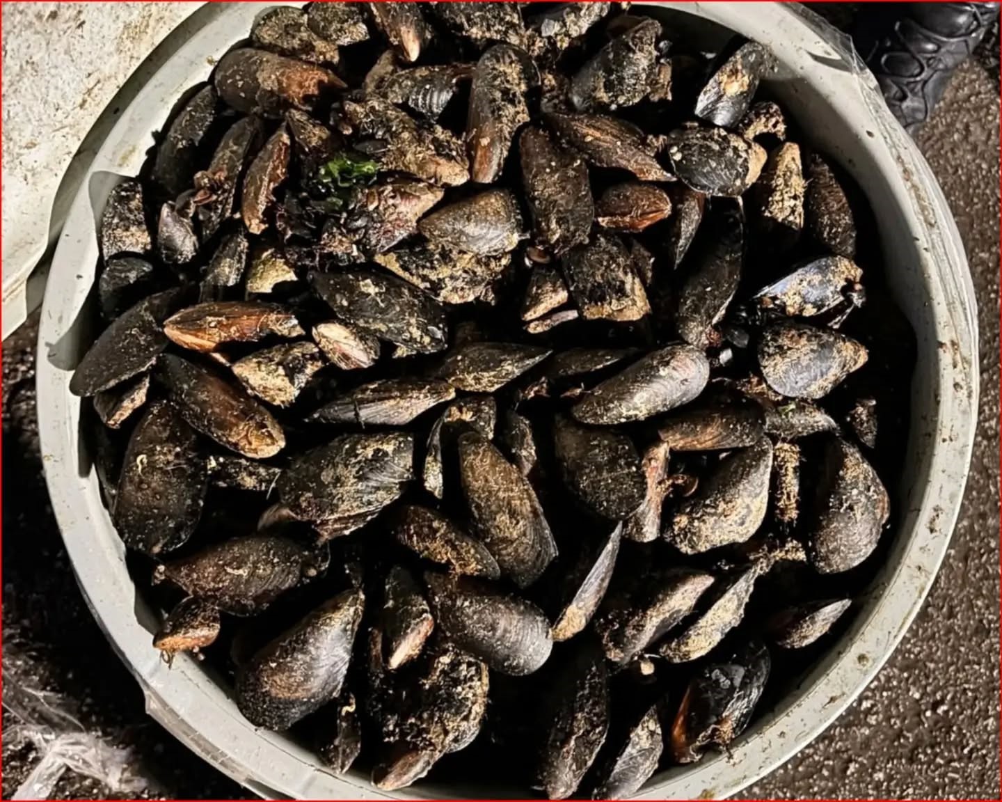 Bolu’da 650 kilo kaçak midye ele geçirildi