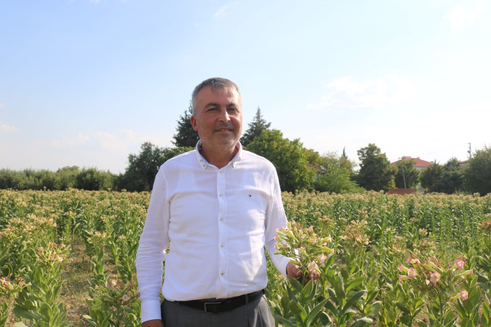 Çivril’de elma bahçeleri tütün tarlalarına dönüşüyor