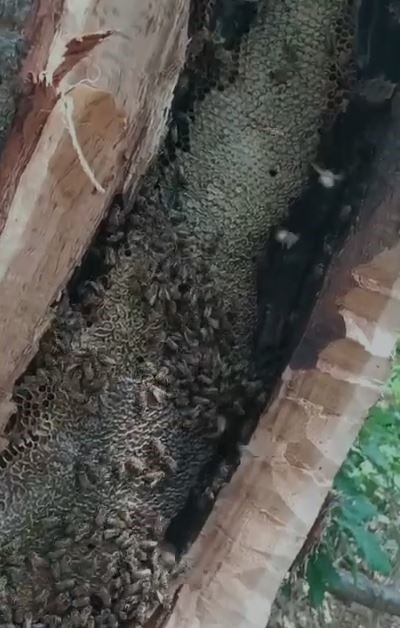 Bing&ouml;l&rsquo;de ağa&ccedil; kovuğundan kilo kilo bal &ccedil;ıktı