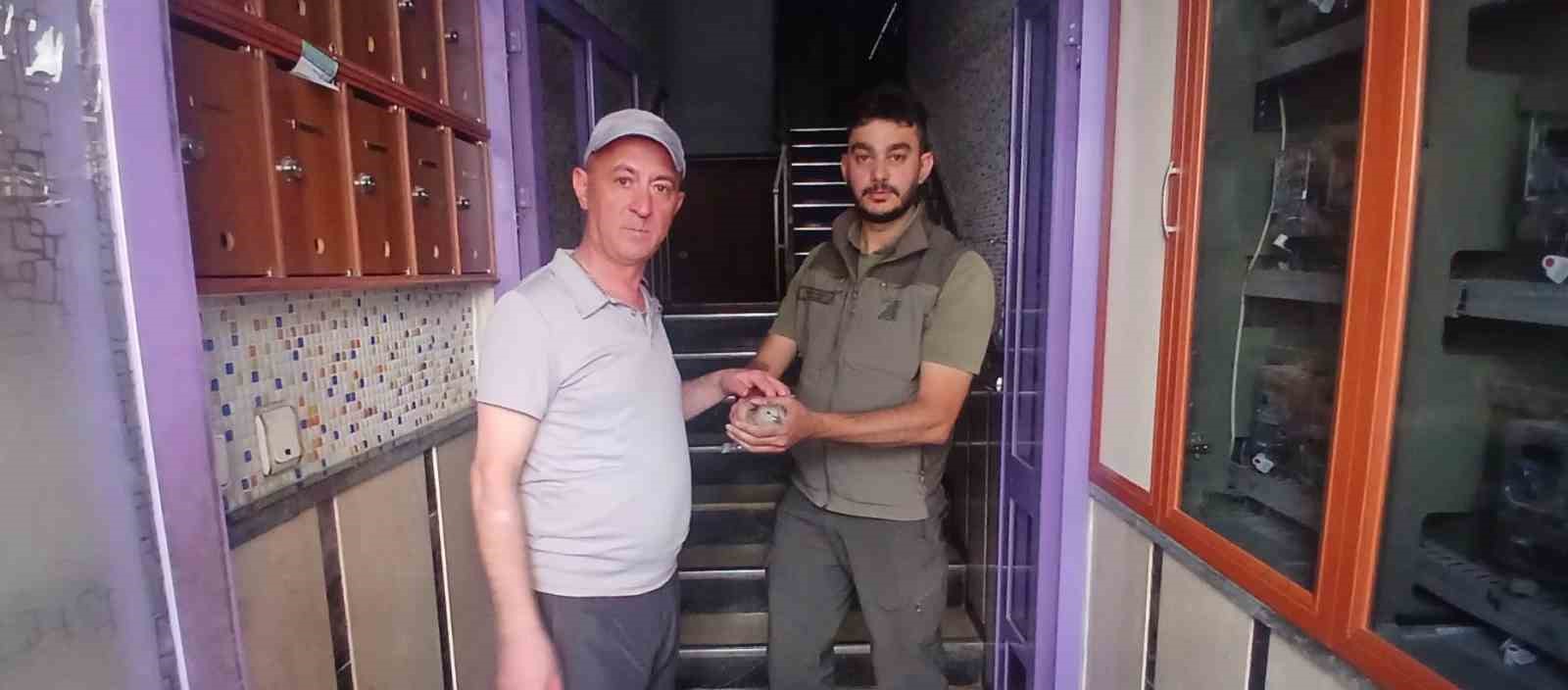 Şırıngayla beslediği yaralı kumru en yakın dostu oldu