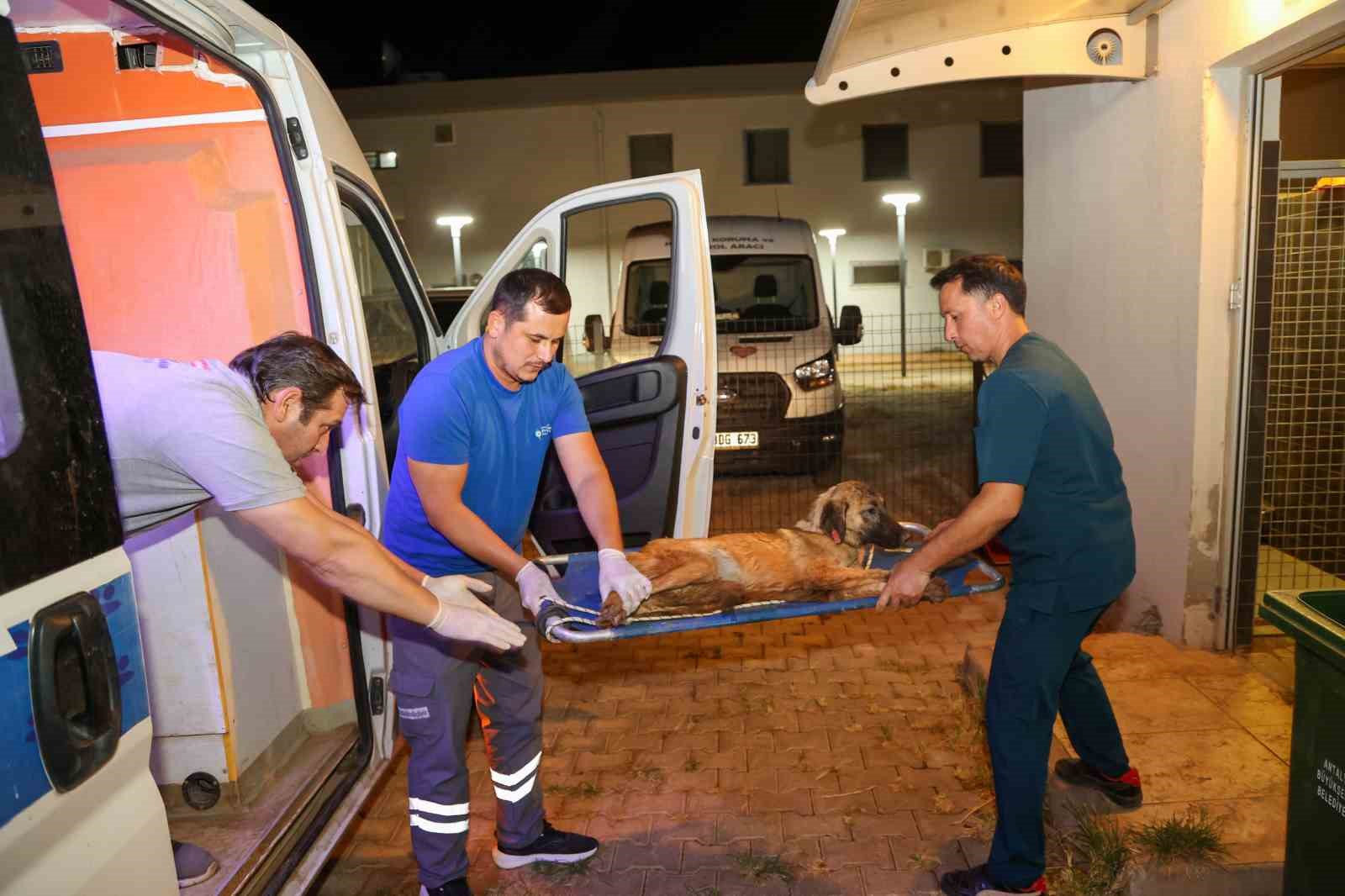 Büyükşehir ekipleri yangında can dostlar için seferber oldu