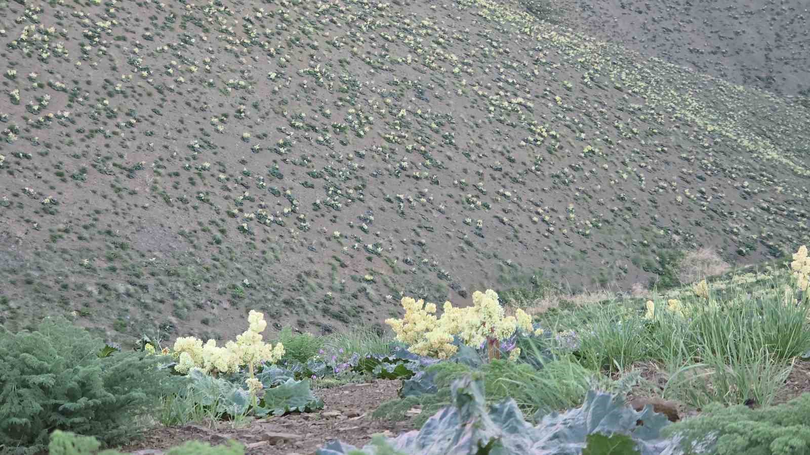 Yayla muzunu vatandaş kendi topluyor