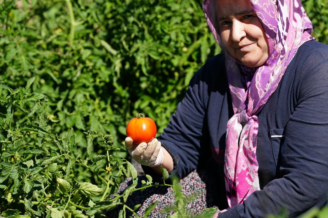 Bolu’da asırlık ata tohumlarında hasat mesaisi başladı