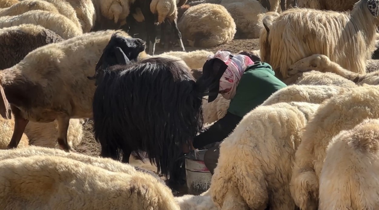 Kızgın güneş altında halaylı süt mesaisi: Berivanlar bakanlıktan gölgelik istiyor