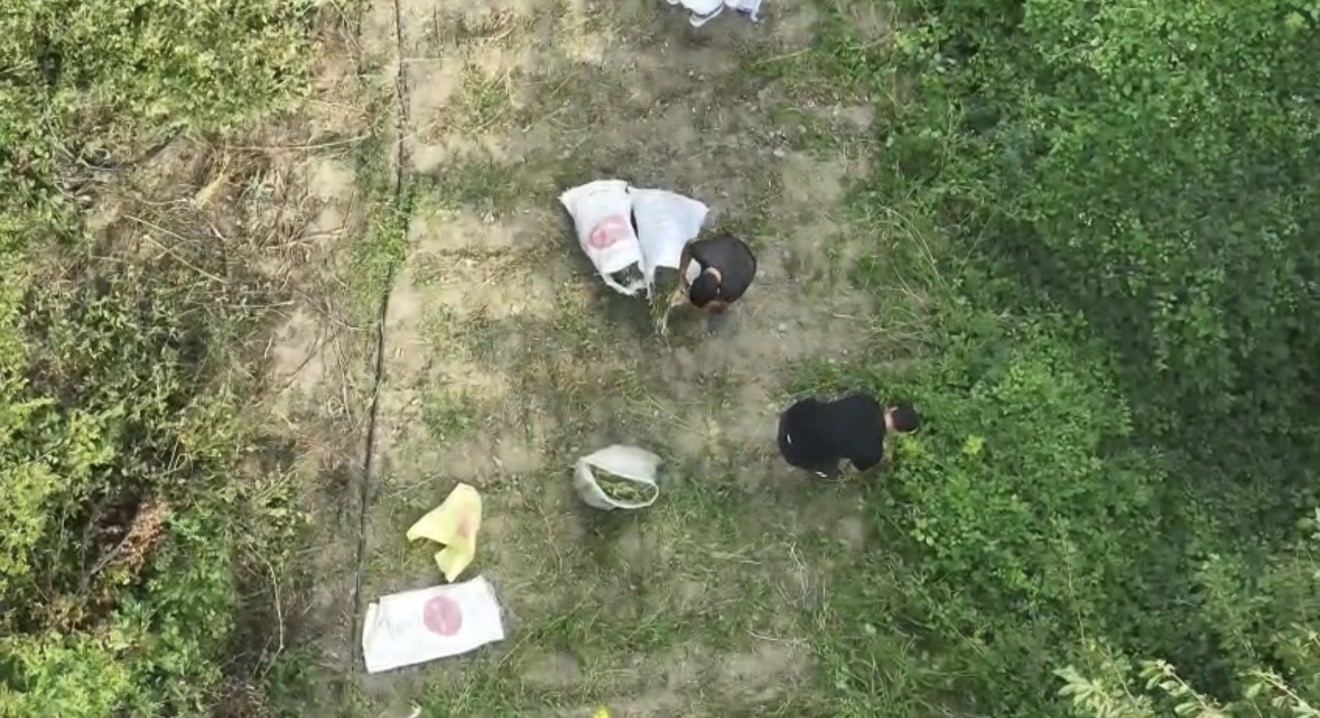 Bafra&rsquo;da uyuşturucu operasyonu: 138 kilo 610 gram kubar esrar ele ge&ccedil;irildi